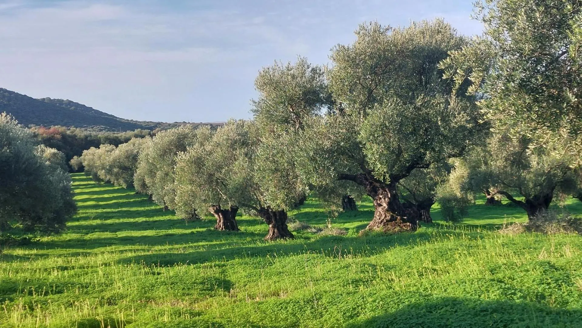 Finca Las Rosas De Santa Ana Villamartín Spanien
